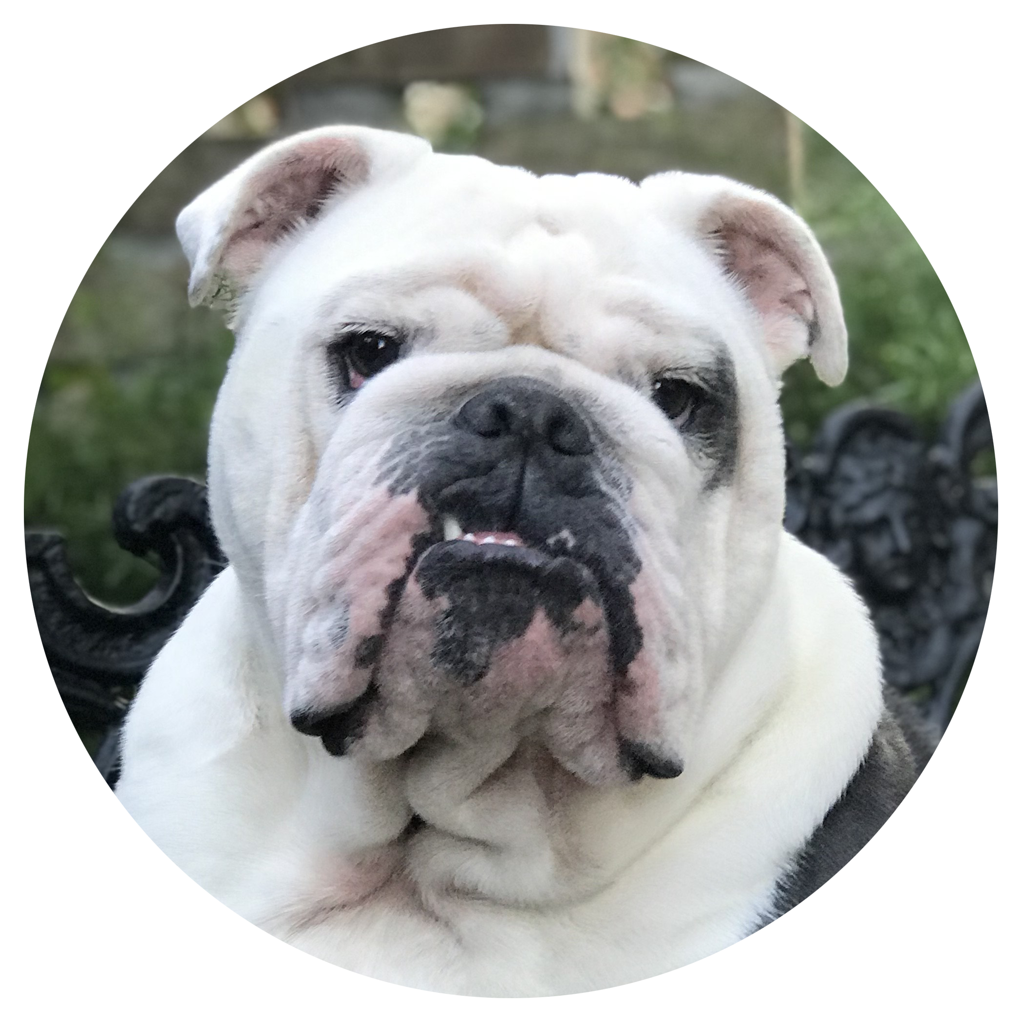 South online coast spca