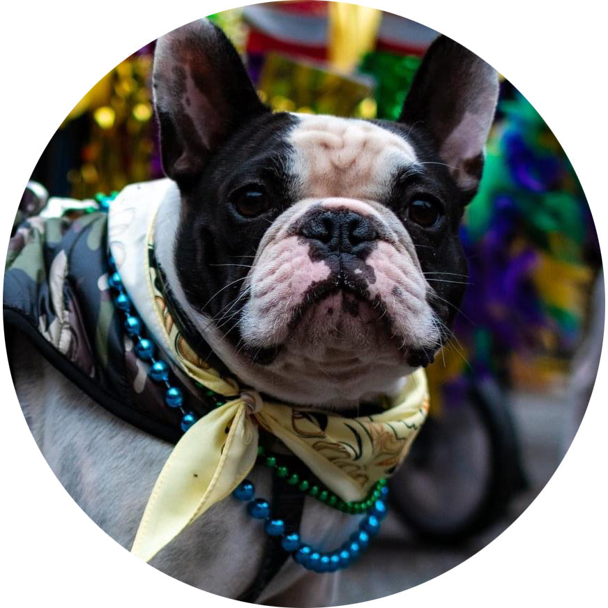 The Mystic Krewe of Barkus 2024 Royal Ball Reserved Seating for 10 - 12 Guests