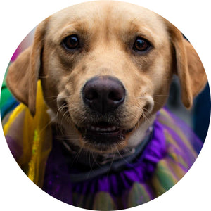 The Mystic Krewe of Barkus 2024 Royal Ball Individual Ticket (Individual Tickets - No Reserved Seating)
