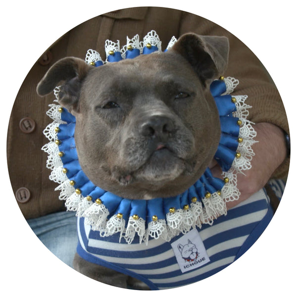 Donate in honor of Barkus Queen XXII, Her Majesty Barbie Steinmetz