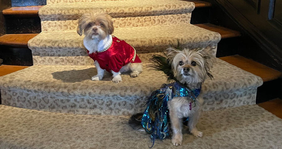 Donate to the Mystic Krewe of Barkus 2023