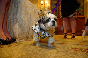 The Mystic Krewe of Barkus 2023 Royal Ball Individual Ticket (Individual Tickets - No Reserved Seating)