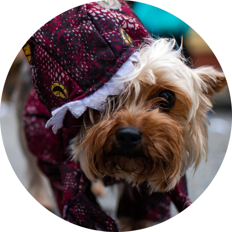 Donate to the Krewe of Barkus – Barkus - Main Image